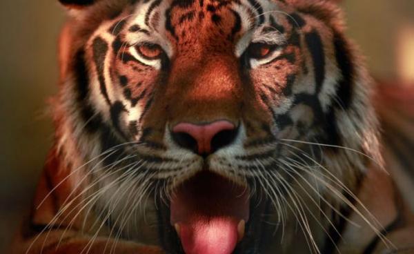 A female Myanmar tiger yawns in the enclosure at Yangon Zoological Gardens in Yangon. Photo: Lynn Bo Bo/EPA