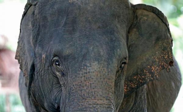 An elephant at Nag Laik Elephant Conservation Based Tourism Camp in Naypyitaw, Myanmar. Photo: Hein Htet/EPA