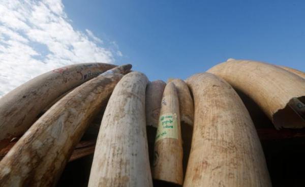 A pile of elephant tusks are displayed during the destruction ceremony of confiscated elephant ivory and wildlife parts at the Ministry of Natural Resources and Environmental Conservation in Naypyitaw, Myanmar, 04 October 2018. Photo: Hein Htet/EPA