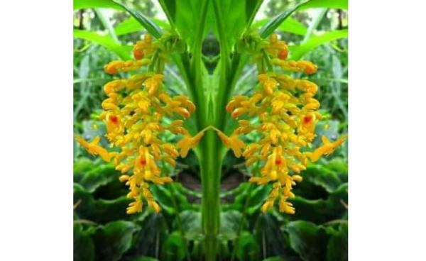 "ဝါဆိုပန်း"ရုက္ခအမည် Globba orixensis Roxb. Family Zingiberaceae(photo/Internet)